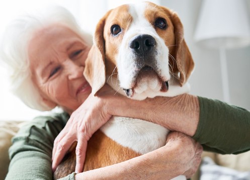 Pet adoption for Seniors